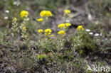 Bleek schildzaad (Alyssum alyssoides) 