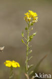 Small Alison (Alyssum alyssoides)