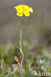 Small Alison (Alyssum alyssoides)