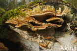 Bleke borstelkurkzwam (Coriolopsis trogii) 