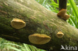 Bleke borstelkurkzwam (Coriolopsis trogii) 