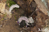 Toothwort (Lathraea squamaria)