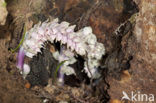 Toothwort (Lathraea squamaria)