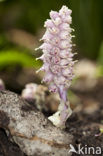 Toothwort (Lathraea squamaria)