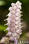 Toothwort (Lathraea squamaria)