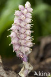 Toothwort (Lathraea squamaria)