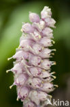 Toothwort (Lathraea squamaria)