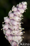 Toothwort (Lathraea squamaria)