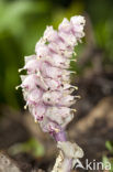 Toothwort (Lathraea squamaria)