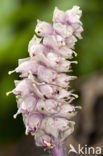 Toothwort (Lathraea squamaria)