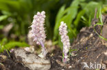 Toothwort (Lathraea squamaria)