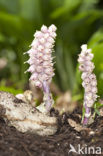 Toothwort (Lathraea squamaria)