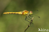 Bloedrode heidelibel (Sympetrum sanguineum)