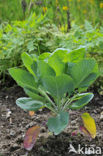 boerenkool (Brassica oleracea)
