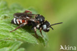 Bonte viltbij (Epeoloides coecutiens)