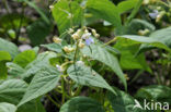 Boon (Phaseolus vulgaris)