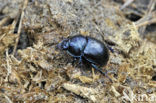 Dung beetle (Geotrupes stercorarius)