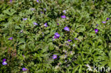 Bosooievaarsbek (Geranium sylvaticum)