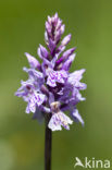 Bosorchis (Dactylorhiza fuchsii)