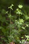 Boswalstro (Galium sylvaticum) 