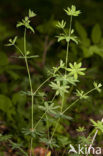 Wood Bedstraw (Galium sylvaticum)