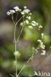 Wood Bedstraw (Galium sylvaticum)