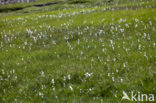 Broad-leaved Cottongrass (Eriophorum latifolium)