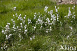 Broad-leaved Cottongrass (Eriophorum latifolium)