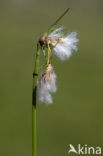 Breed wollegras (Eriophorum latifolium) 