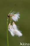 Broad-leaved Cottongrass (Eriophorum latifolium)
