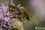 Breedbandgroefbij (Halictus scabiosae) 