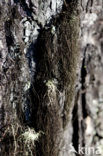 Bruin paardehaarmos (Bryoria fuscescens) 