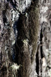 Pale-footed horsehair lichen (Bryoria fuscescens)