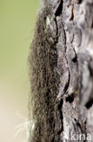 Pale-footed horsehair lichen (Bryoria fuscescens)