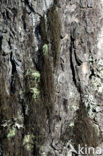 Pale-footed horsehair lichen (Bryoria fuscescens)