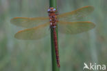 Brown Hawker (Aeshna grandis)