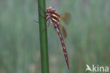 Bruine glazenmaker (Aeshna grandis)