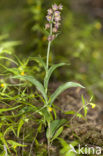 Bruinrode wespenorchis