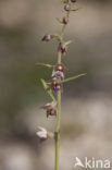 Bruinrode wespenorchis