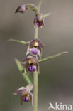 Dark-red Helleborine (Epipactis atrorubens)