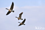 Canada Goose (Branta canadensis)