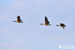 Canada Goose (Branta canadensis)