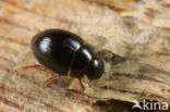 Cercyon sternalis
