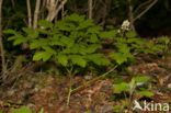 Christoffelkruid (Actaea spicata) 