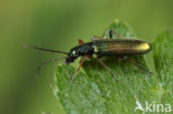 Chrysanthia geniculata