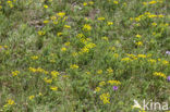 Cypress Spurge (Euphorbia cyparissias)