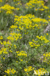Cypress Spurge (Euphorbia cyparissias)