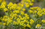 Cypress Spurge (Euphorbia cyparissias)