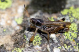 Club-legged Grasshopper