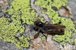 Club-legged Grasshopper